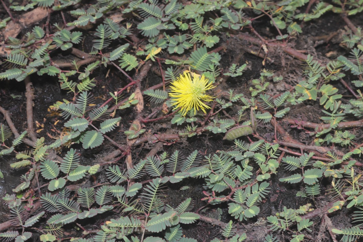 Neptunia prostrata (Lam.) Baill.